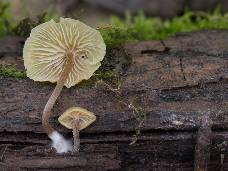 Entoloma pleopodium